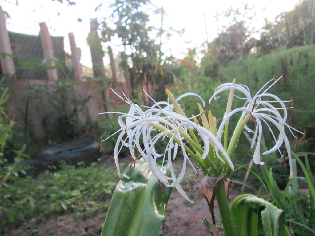 Eco-Home Siem Reap Homestay Exterior foto