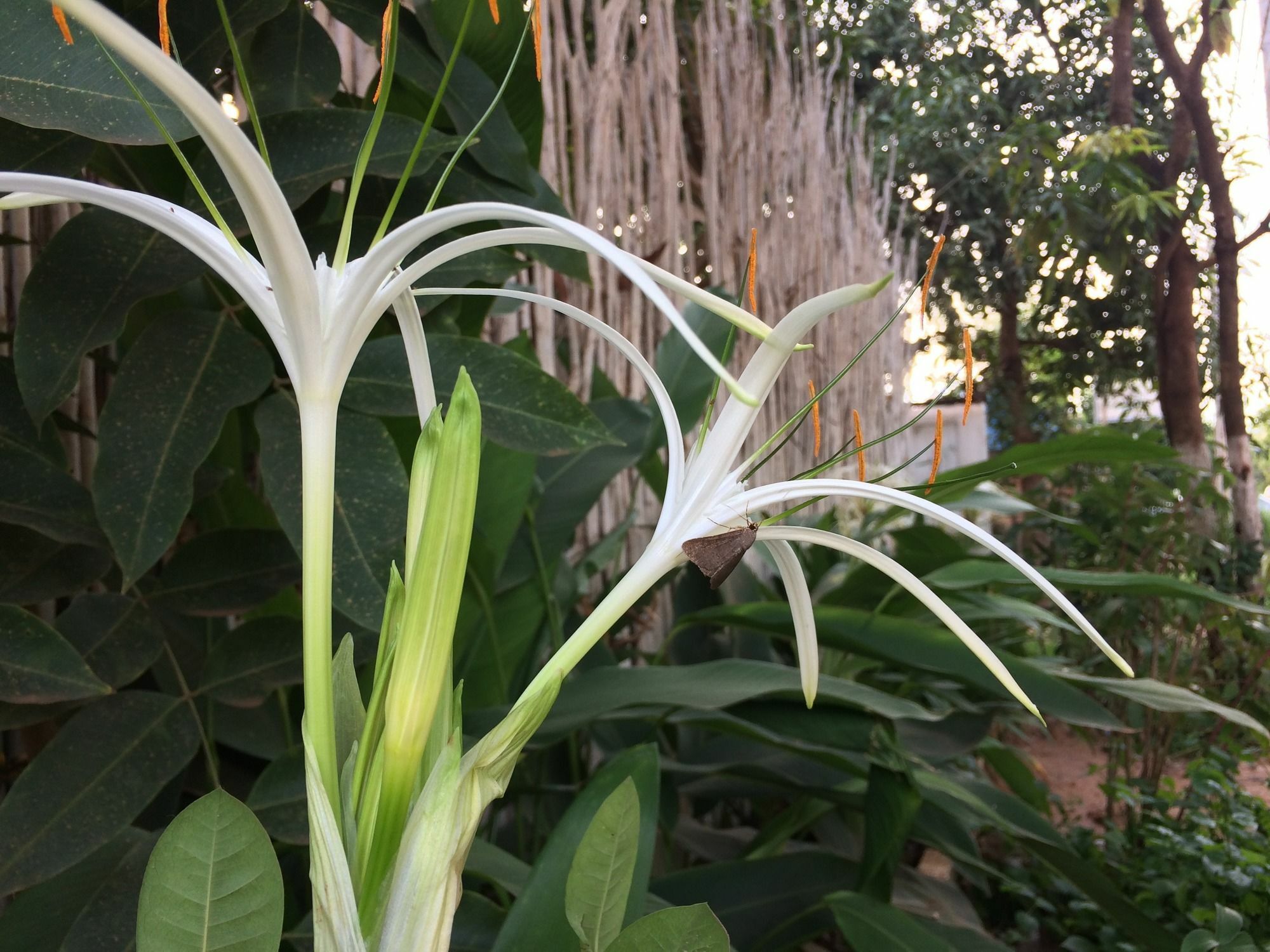 Eco-Home Siem Reap Homestay Exterior foto